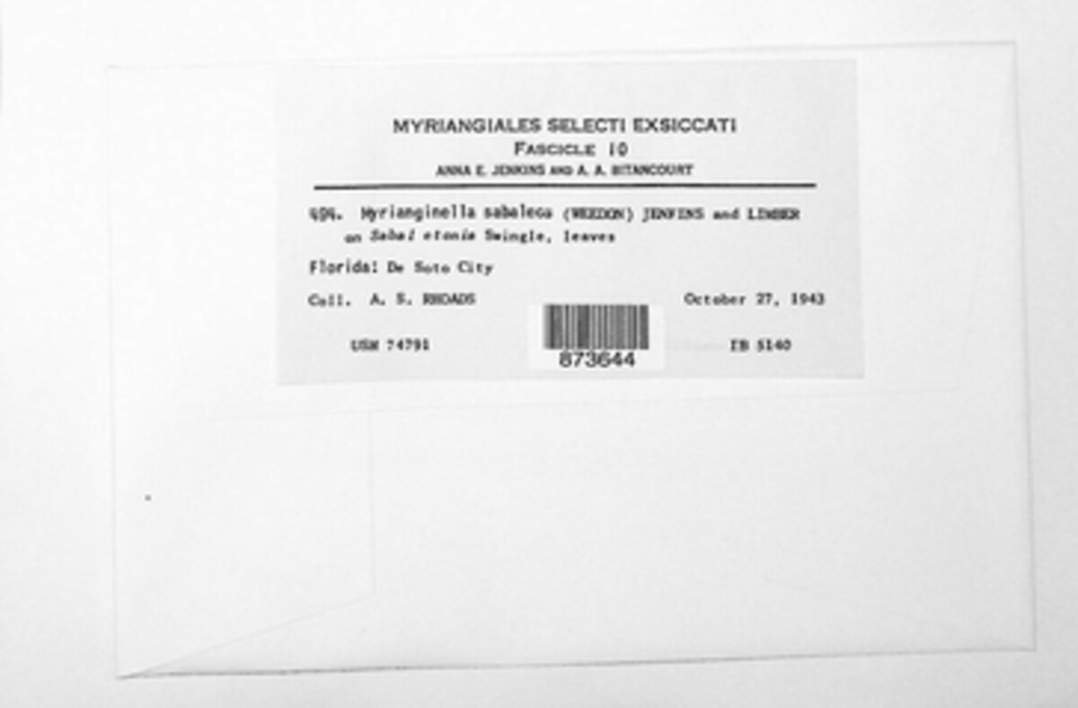 Myriangiella sabaleos image